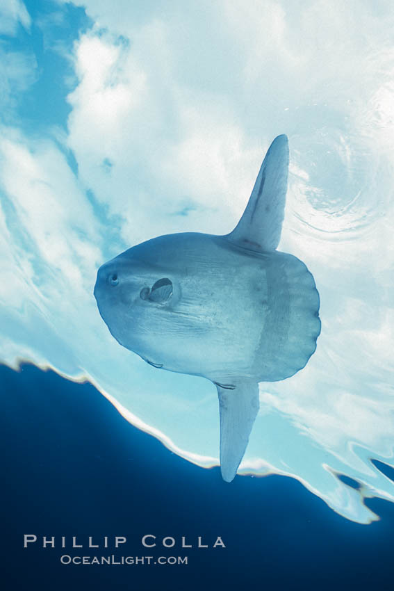 Ocean sunfish portrait, open ocean near San Diego., natural history stock photograph, photo id 36320