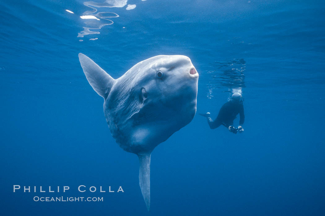 Ocean sunfish and photographer, open ocean. San Diego, California, USA, natural history stock photograph, photo id 03271