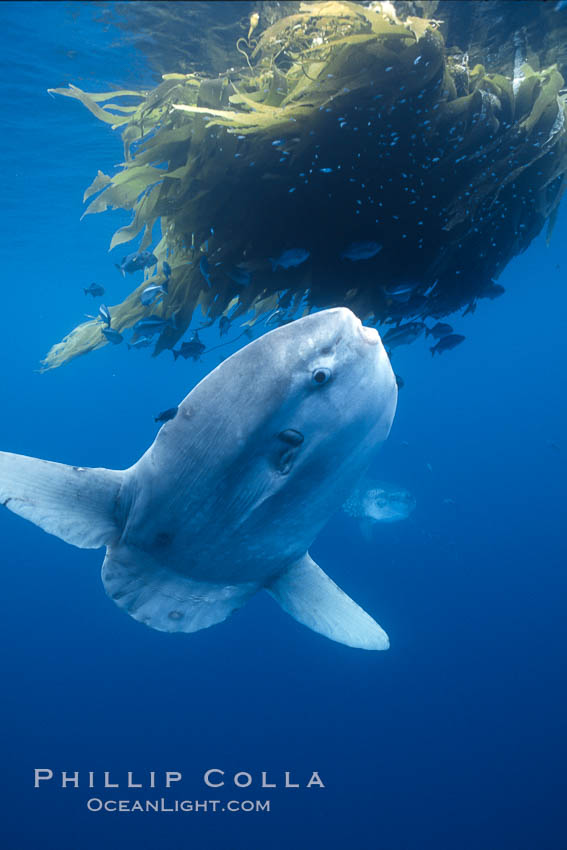 Ocean sunfish referencing drift kelp, open ocean near San Diego. California, USA, Mola mola, natural history stock photograph, photo id 03571