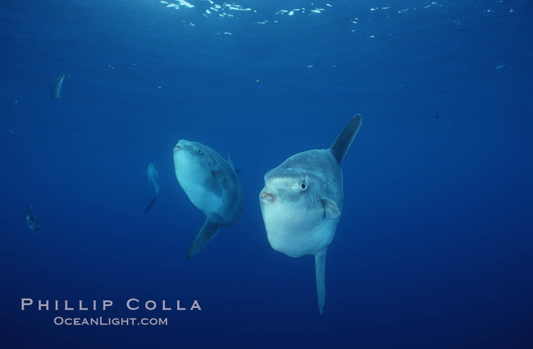 Ocean sunfish schooling, open ocean near San Diego. California, USA, Mola mola, natural history stock photograph, photo id 03603