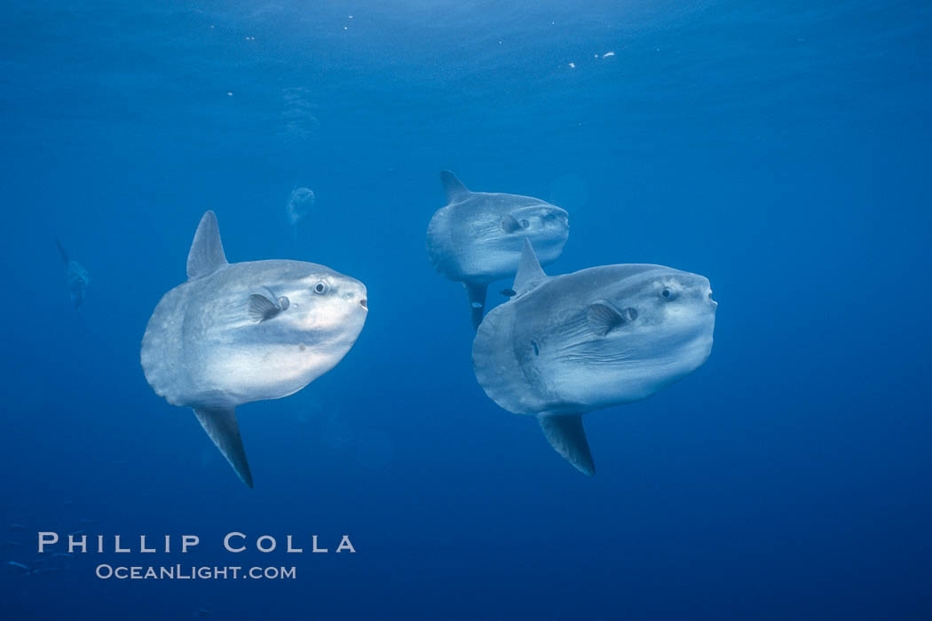 Ocean sunfish schooling, open ocean near San Diego. California, USA, Mola mola, natural history stock photograph, photo id 03619