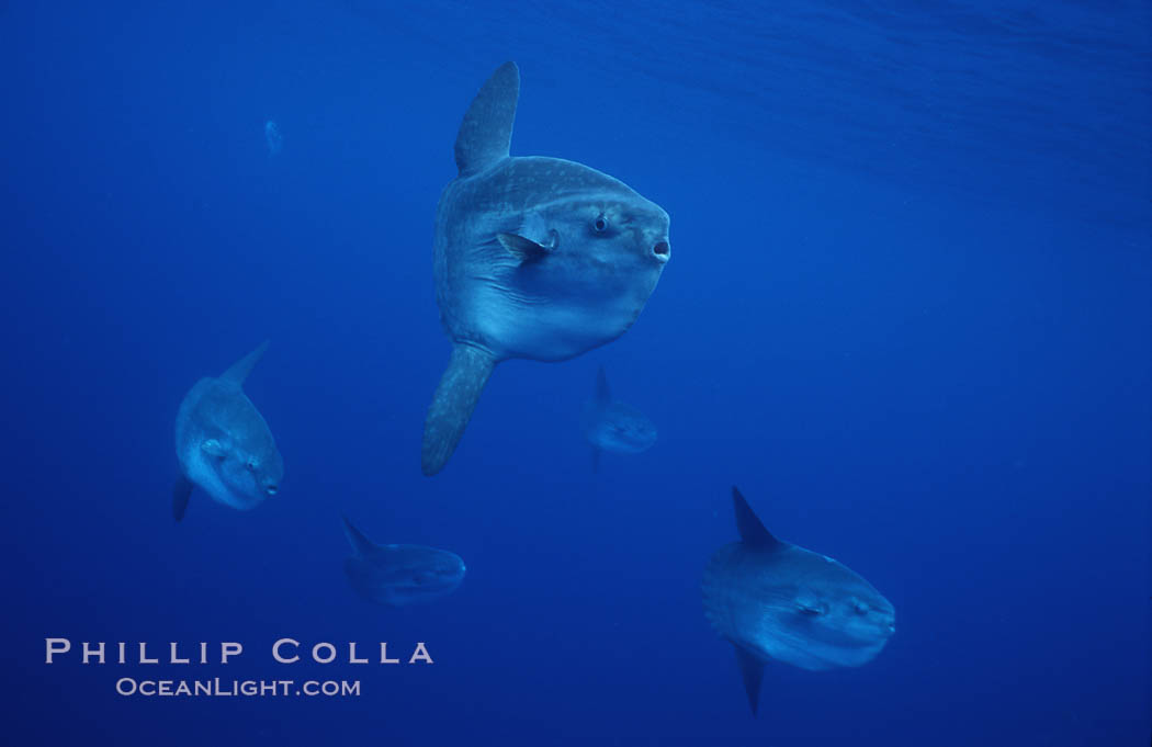 Ocean sunfish schooling, open ocean near San Diego. California, USA, Mola mola, natural history stock photograph, photo id 03627