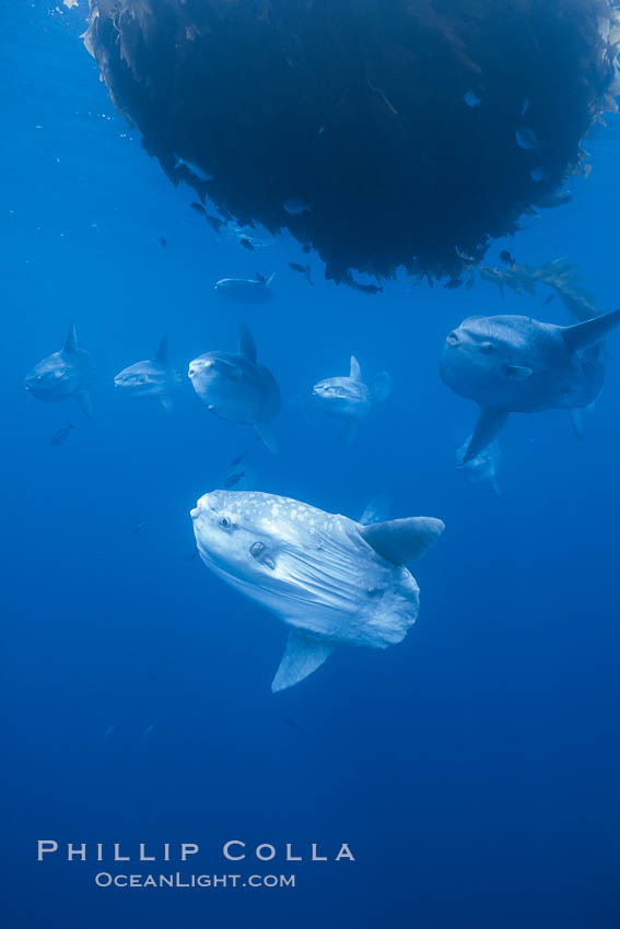 Ocean sunfish schooling near drift kelp, soliciting cleaner fishes, open ocean, Baja California., Mola mola, natural history stock photograph, photo id 06367