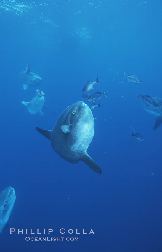 Ocean sunfish near drift kelp, open ocean, Baja California., Mola mola, natural history stock photograph, photo id 06371