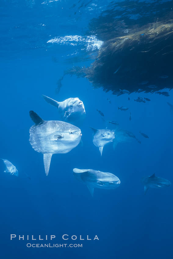 Ocean sunfish schooling near drift kelp, soliciting cleaner fishes, open ocean, Baja California., Mola mola, natural history stock photograph, photo id 06375