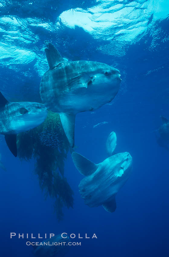 Ocean sunfish schooling near drift kelp, soliciting cleaner fishes, open ocean, Baja California., Mola mola, natural history stock photograph, photo id 06383