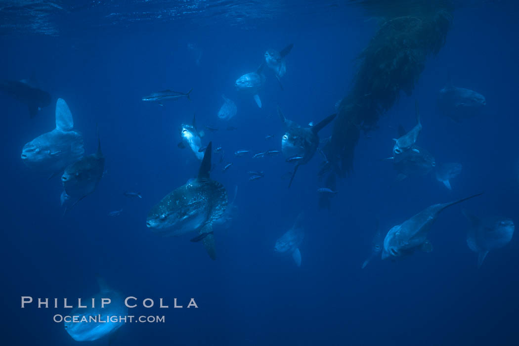 Ocean sunfish schooling near drift kelp, soliciting cleaner fishes, open ocean, Baja California., Mola mola, natural history stock photograph, photo id 06387