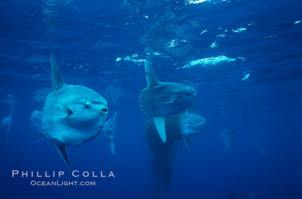 Ocean sunfish schooling near drift kelp, soliciting cleaner fishes, open ocean, Baja California., Mola mola, natural history stock photograph, photo id 06395