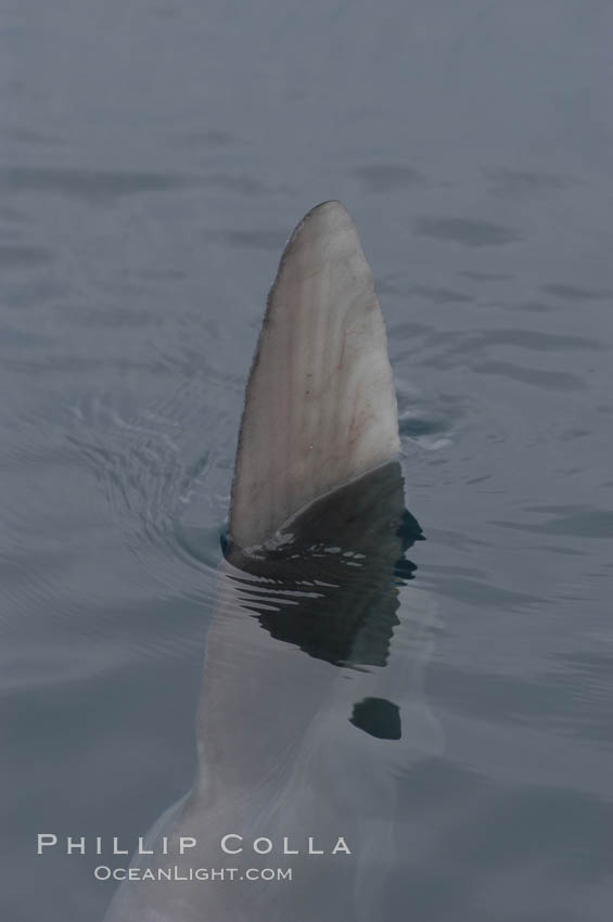 Ocean sunfish swimming with its dorsal fin breaking the ocean surface (sometimes mistaken for a shark).  Open ocean. San Diego, California, USA, Mola mola, natural history stock photograph, photo id 07175