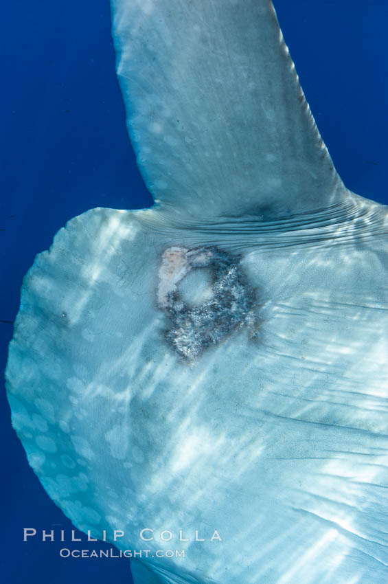 Diseased skin near the dorsal fin of an ocean sunfish, likely caused by parasites, open ocean. San Diego, California, USA, Mola mola, natural history stock photograph, photo id 10007