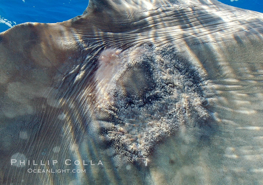 Diseased skin near the dorsal fin of an ocean sunfish, likely caused by parasites, open ocean. San Diego, California, USA, Mola mola, natural history stock photograph, photo id 10023