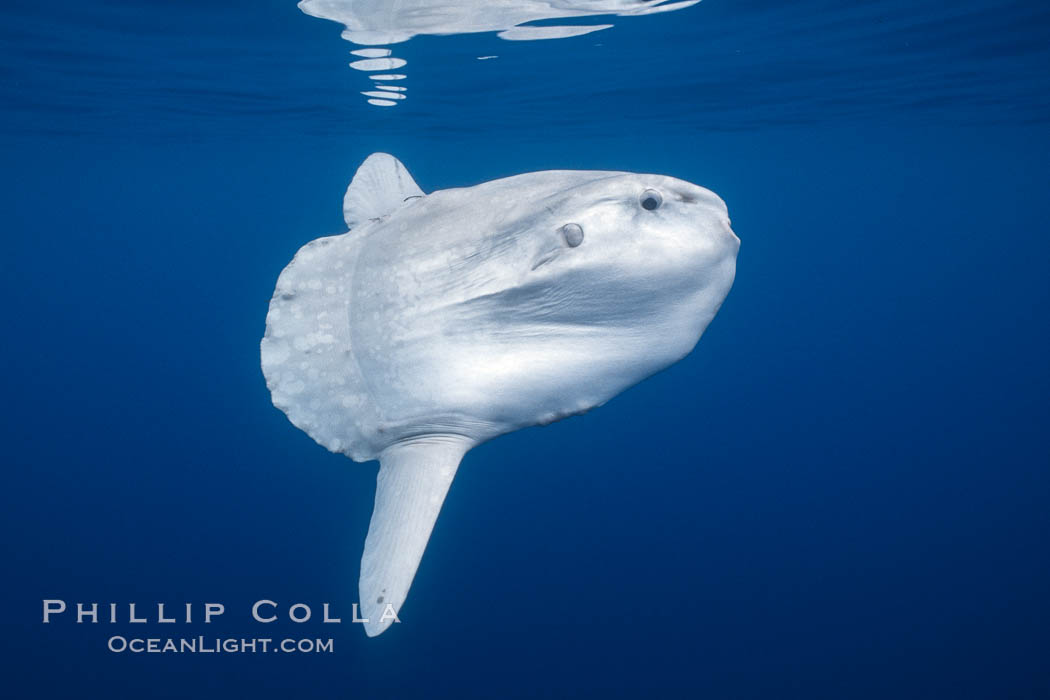 Ocean sunfish portrait, open ocean near San Diego., natural history stock photograph, photo id 36299