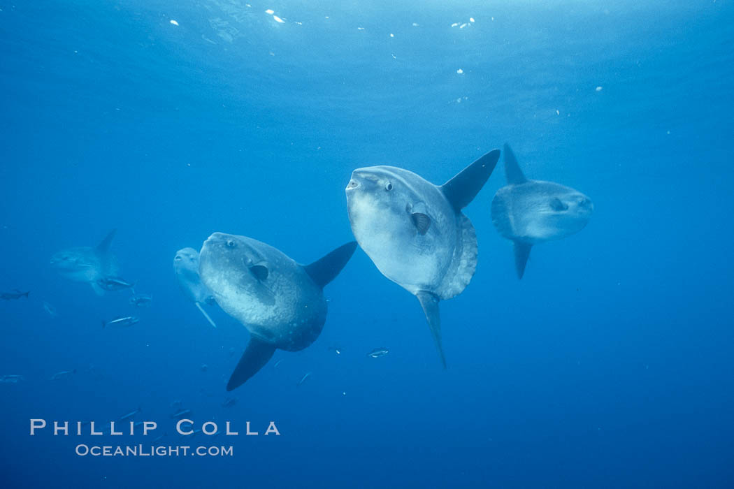 Ocean sunfish schooling, open ocean, Baja California., natural history stock photograph, photo id 36303
