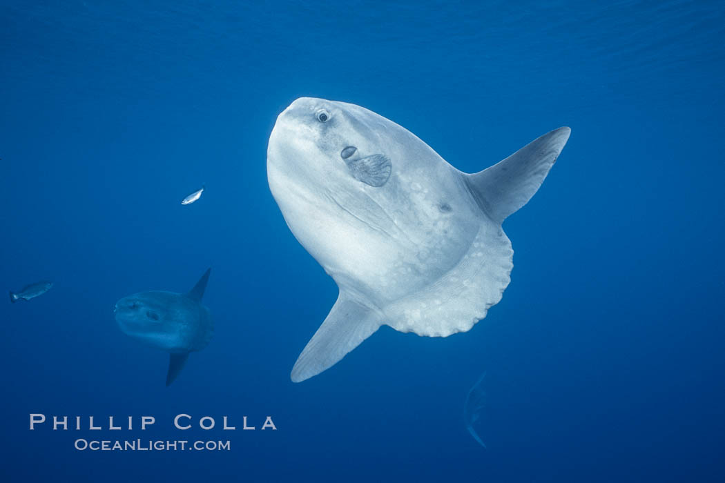 Ocean sunfish portrait, open ocean near San Diego., natural history stock photograph, photo id 36307