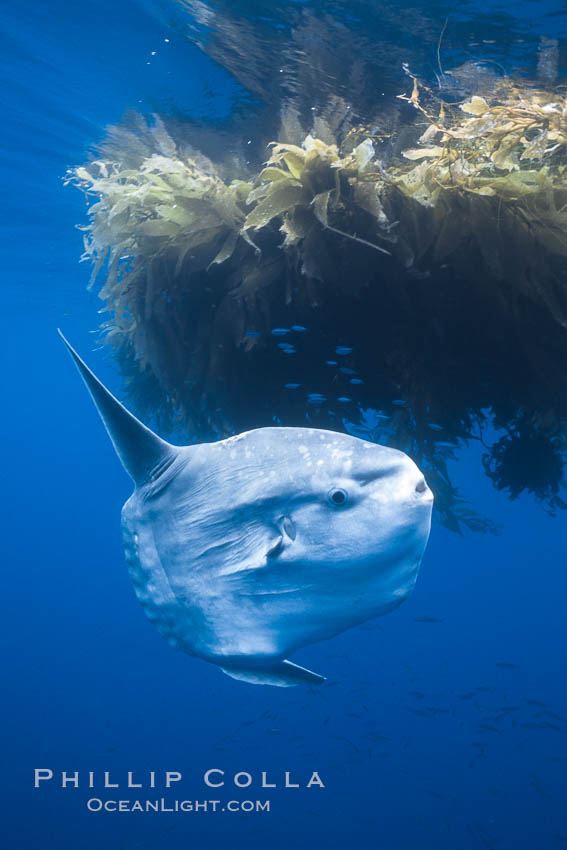 Ocean sunfish near drift kelp, soliciting cleaner fishes, open ocean, Baja California., natural history stock photograph, photo id 36315