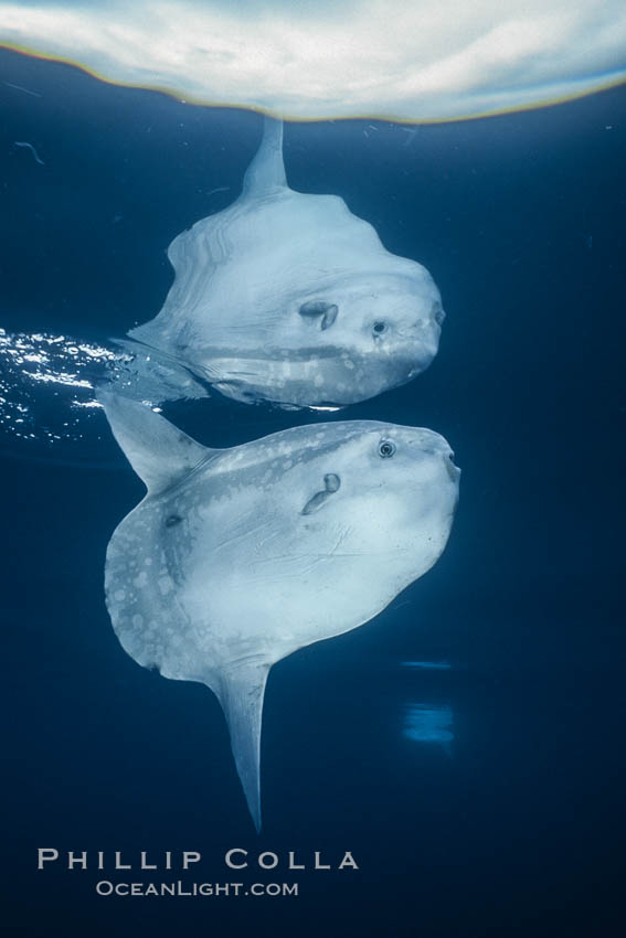 Ocean sunfish portrait, open ocean near San Diego., natural history stock photograph, photo id 36319