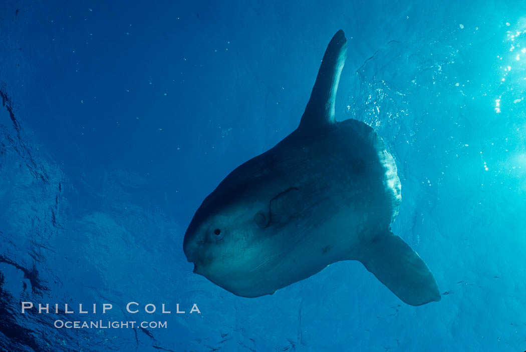 Ocean sunfish, basking at surface, viewed from underwater, open ocean. San Diego, California, USA, Mola mola, natural history stock photograph, photo id 03313