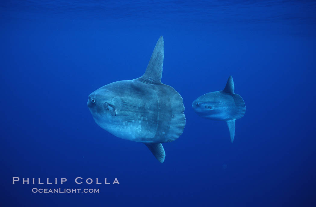 Ocean sunfish schooling, open ocean near San Diego. California, USA, Mola mola, natural history stock photograph, photo id 03605