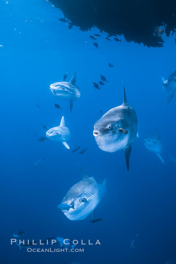 Ocean sunfish schooling near drift kelp, soliciting cleaner fishes, open ocean, Baja California., Mola mola, natural history stock photograph, photo id 06365