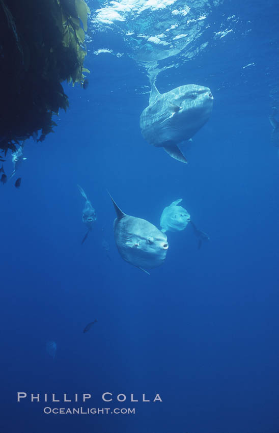 Ocean sunfish schooling near drift kelp, soliciting cleaner fishes, open ocean, Baja California., Mola mola, natural history stock photograph, photo id 06369