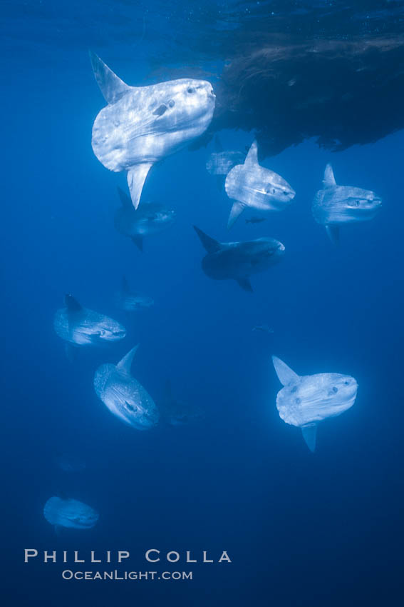 Ocean sunfish schooling near drift kelp, soliciting cleaner fishes, open ocean, Baja California., Mola mola, natural history stock photograph, photo id 06373