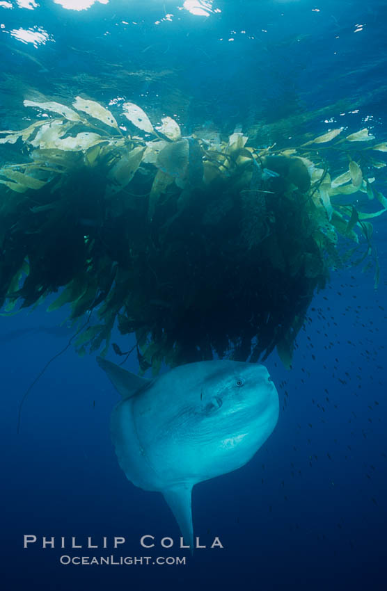 Ocean sunfish schooling near drift kelp, soliciting cleaner fishes, open ocean, Baja California., Mola mola, natural history stock photograph, photo id 06417