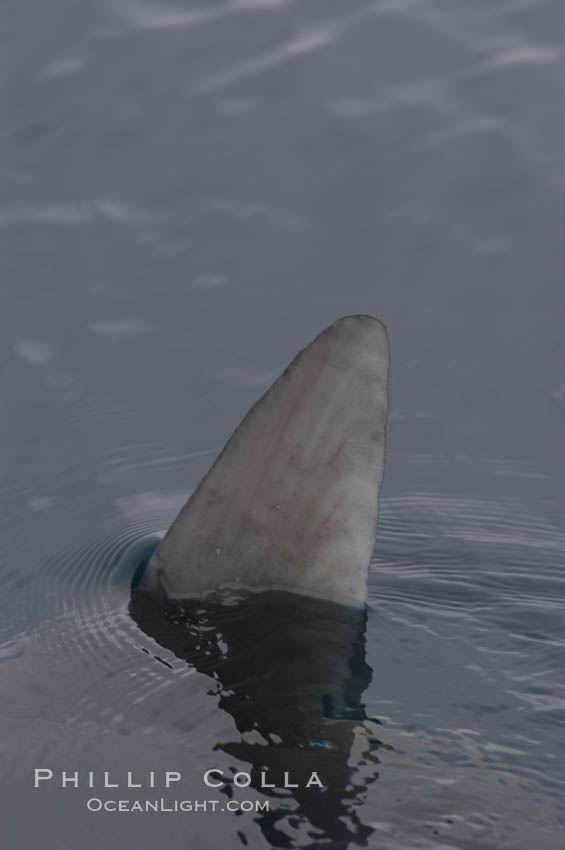 Ocean sunfish swimming with its dorsal fin breaking the ocean surface (sometimes mistaken for a shark).  Open ocean. San Diego, California, USA, Mola mola, natural history stock photograph, photo id 07177