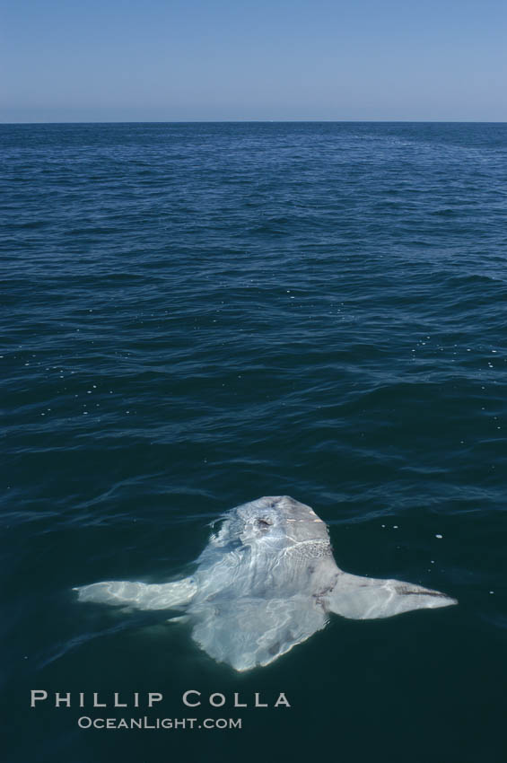Ocean sunfish basking flat on the ocean surface.  Open ocean offshore of San Diego. California, USA, Mola mola, natural history stock photograph, photo id 07517