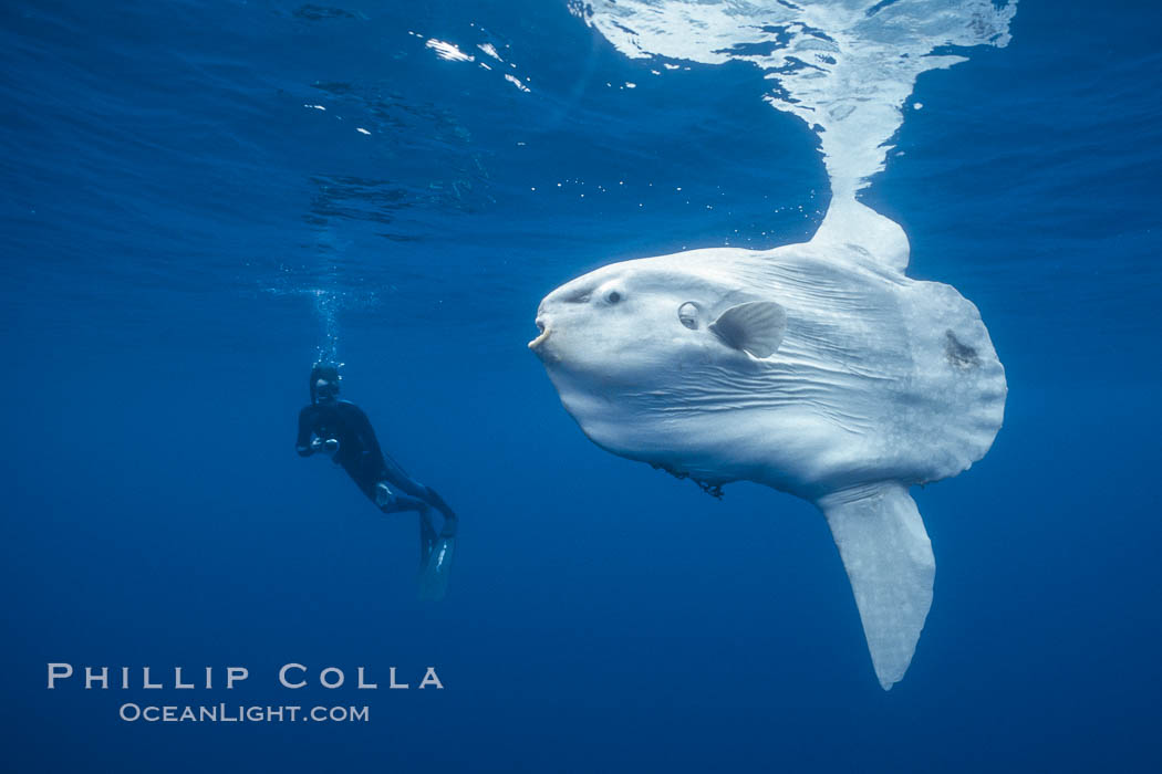 Ocean sunfish and photographer, open ocean. San Diego, California, USA, natural history stock photograph, photo id 36293