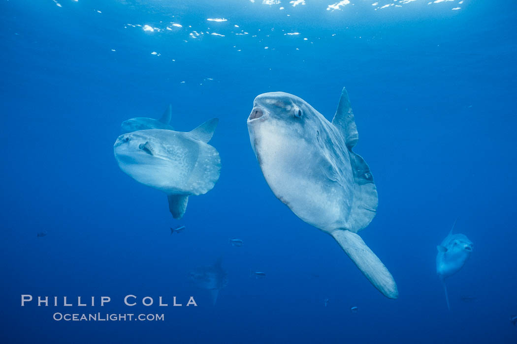 Ocean sunfish schooling, open ocean, Baja California., natural history stock photograph, photo id 36301