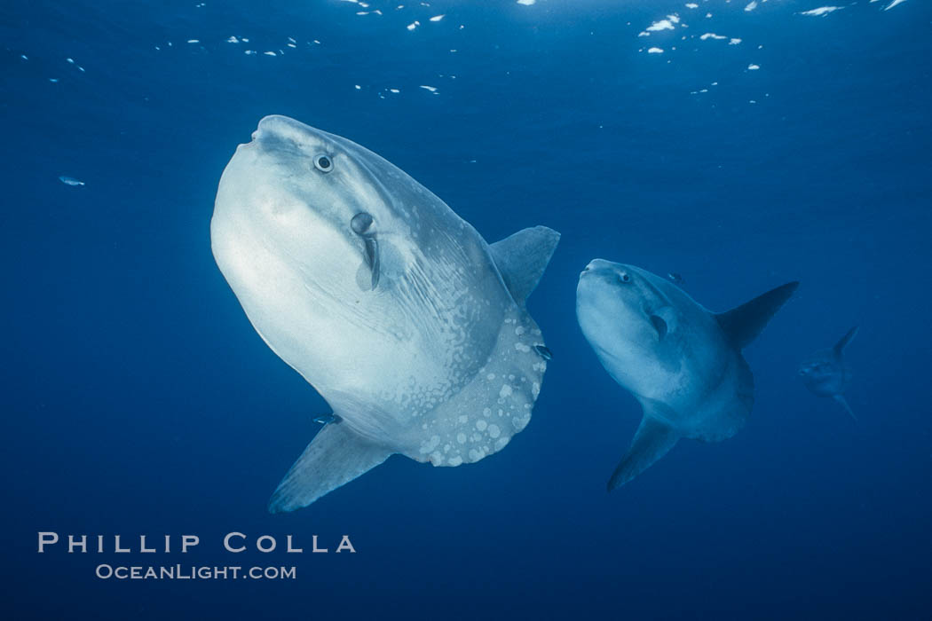 Ocean sunfish schooling, open ocean, Baja California., natural history stock photograph, photo id 36305