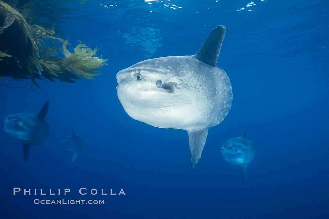 Ocean sunfish schooling, open ocean, Baja California., natural history stock photograph, photo id 36309