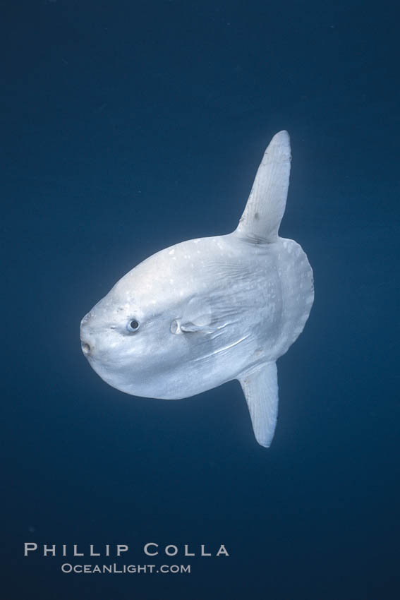 Ocean sunfish portrait, open ocean near San Diego., natural history stock photograph, photo id 36317