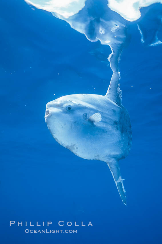 Ocean sunfish portrait, open ocean near San Diego., natural history stock photograph, photo id 36321