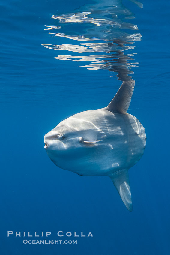 Ocean sunfish portrait underwater, Mola mola, San Diego. California, USA, Mola mola, natural history stock photograph, photo id 38538