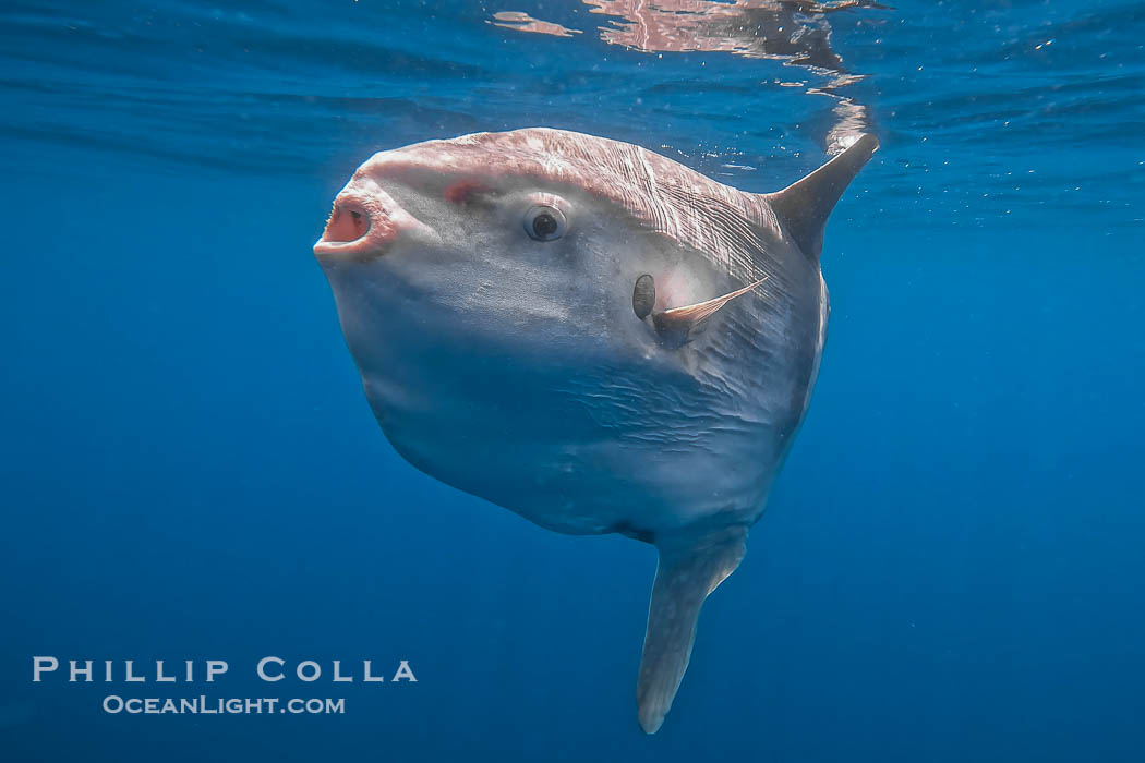 Ocean sunfish portrait underwater, Mola mola, San Diego. California, USA, Mola mola, natural history stock photograph, photo id 38546