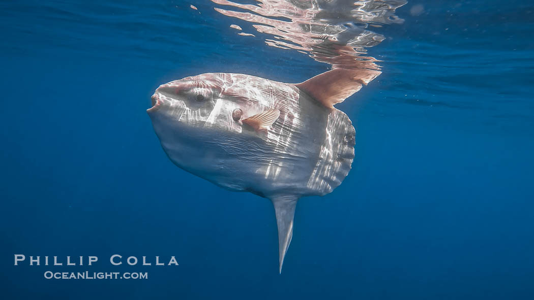 Ocean sunfish portrait underwater, Mola mola, San Diego. California, USA, Mola mola, natural history stock photograph, photo id 38548