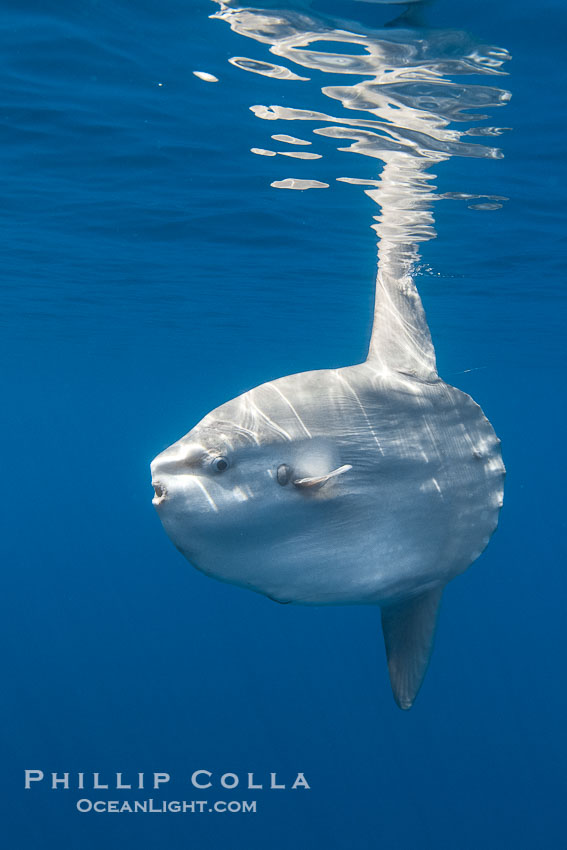 Ocean sunfish portrait underwater, Mola mola, San Diego. California, USA, Mola mola, natural history stock photograph, photo id 38539