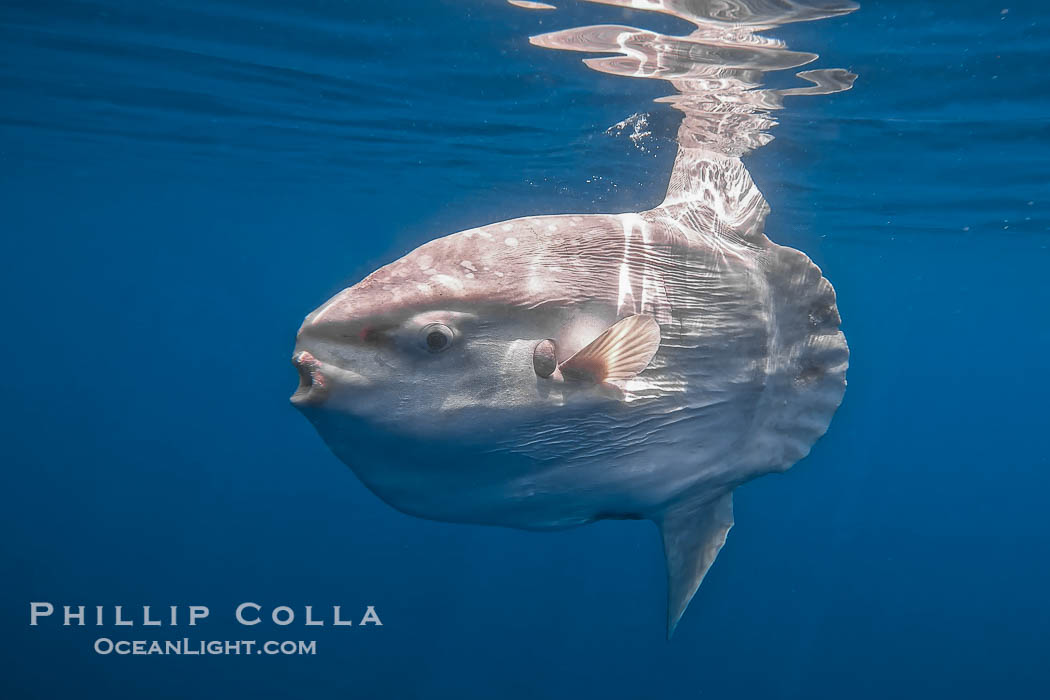 Ocean sunfish portrait underwater, Mola mola, San Diego. California, USA, Mola mola, natural history stock photograph, photo id 38547