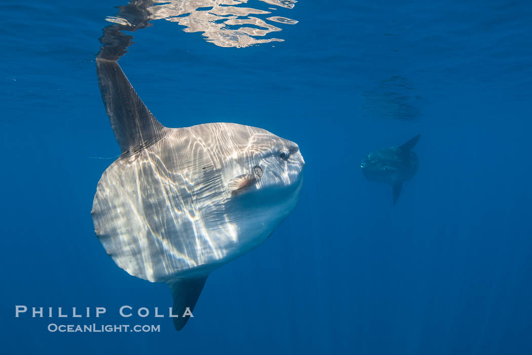 Ocean sunfish portrait underwater, Mola mola, San Diego. California, USA, Mola mola, natural history stock photograph, photo id 38537