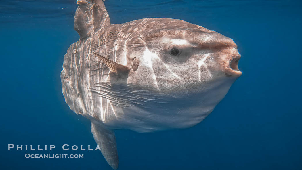 Ocean sunfish portrait underwater, Mola mola, San Diego. California, USA, Mola mola, natural history stock photograph, photo id 38545