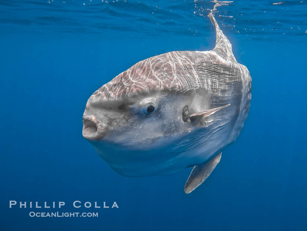 Ocean sunfish portrait underwater, Mola mola, San Diego. California, USA, Mola mola, natural history stock photograph, photo id 38549