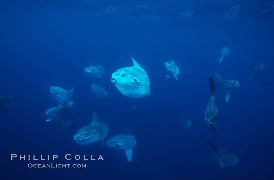 Ocean sunfish schooling near drift kelp, soliciting cleaner fishes, open ocean, Baja California., Mola mola, natural history stock photograph, photo id 06318