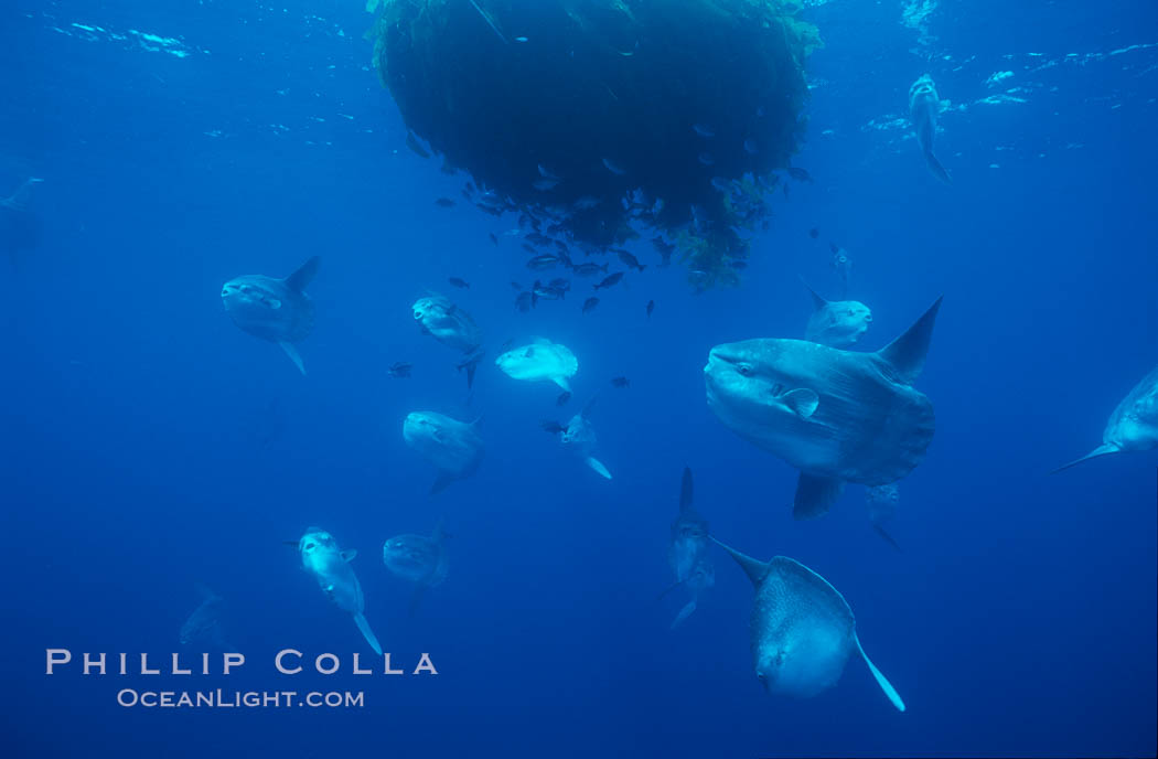 Ocean sunfish schooling near drift kelp, soliciting cleaner fishes, open ocean, Baja California., Mola mola, natural history stock photograph, photo id 06322
