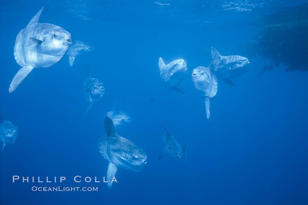 Ocean sunfish schooling near drift kelp, soliciting cleaner fishes, open ocean, Baja California., Mola mola, natural history stock photograph, photo id 06326