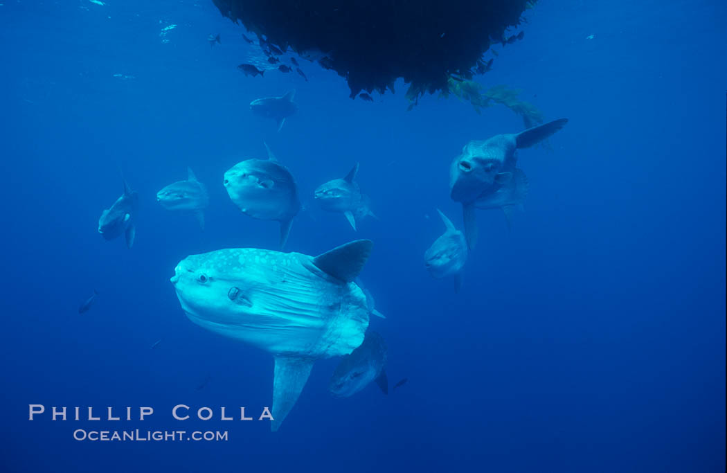 Ocean sunfish schooling near drift kelp, soliciting cleaner fishes, open ocean, Baja California., Mola mola, natural history stock photograph, photo id 06338