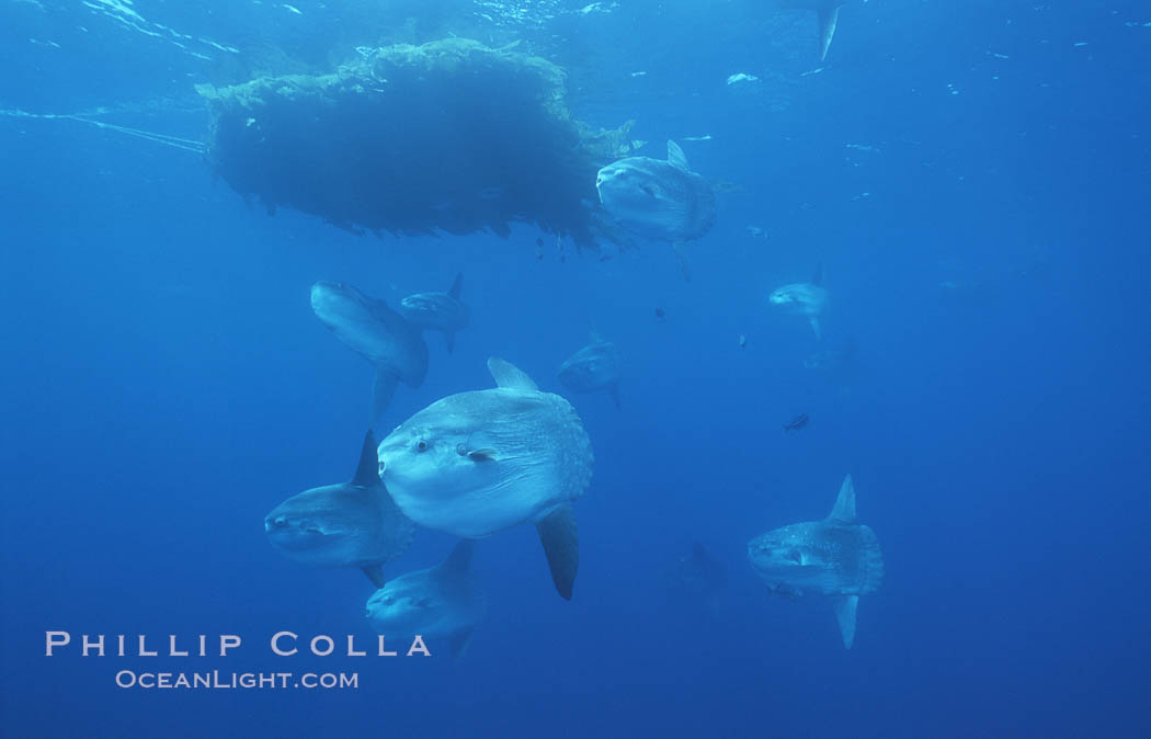 Ocean sunfish schooling near drift kelp, soliciting cleaner fishes, open ocean, Baja California., Mola mola, natural history stock photograph, photo id 06350