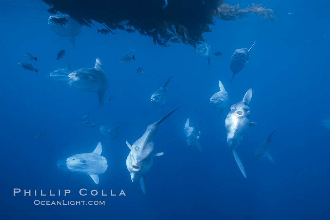 Ocean sunfish schooling near drift kelp, soliciting cleaner fishes, open ocean, Baja California., Mola mola, natural history stock photograph, photo id 06362