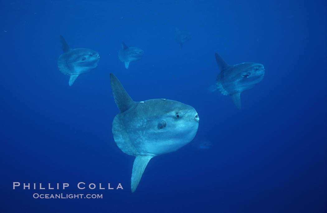 Ocean sunfish schooling, open ocean near San Diego. California, USA, Mola mola, natural history stock photograph, photo id 03628