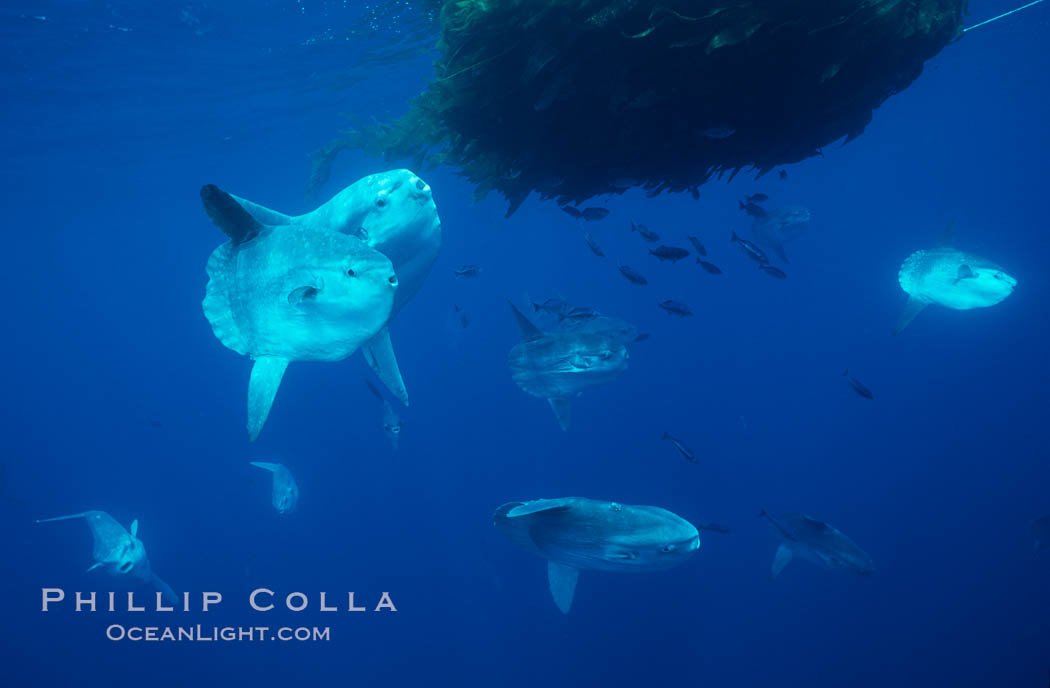 Ocean sunfish schooling near drift kelp, soliciting cleaner fishes, open ocean, Baja California., Mola mola, natural history stock photograph, photo id 06320